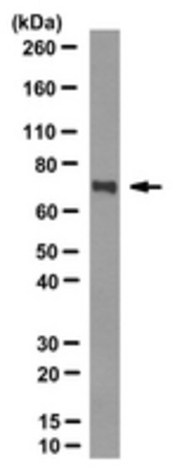 Microglobulin beta2 Mouse anti-Human, Clone: BBM.1, MilliporeSigma 25 &mu;g;Unconjugated:Antibodies,